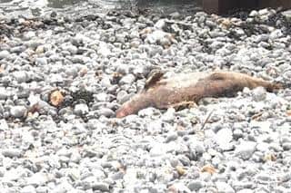 The seal on Eastbourne beach