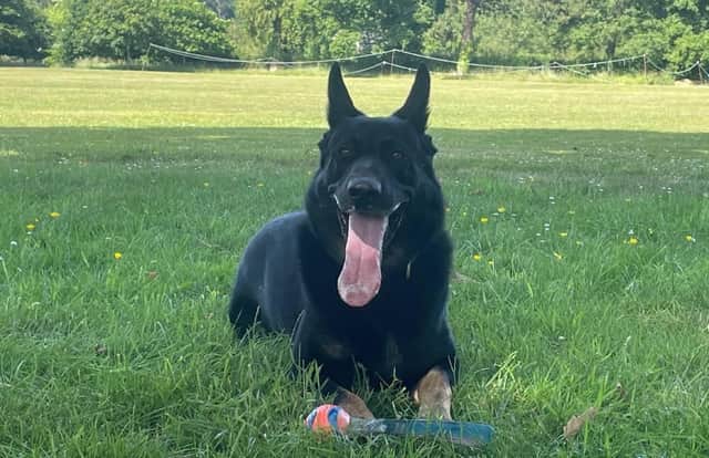 A police dog helped track down a drug-driver who had tried to abandon his vehicle in Chichester.