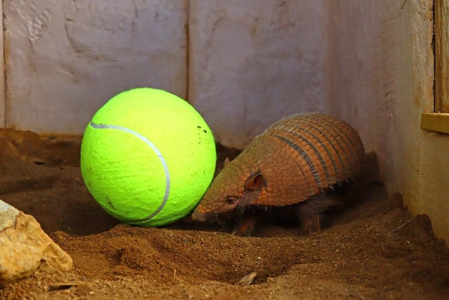 The armadillos practiced their ground stroke with some ball rolling.
