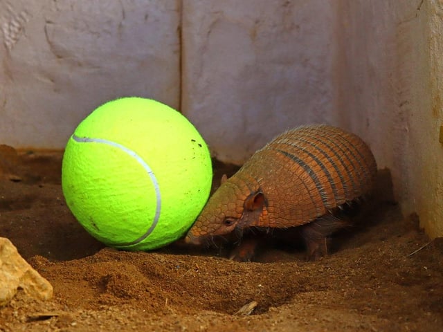 The armadillos practiced their ground stroke with some ball rolling.