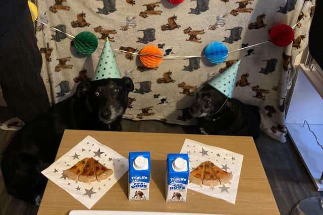 A pair of bonded, senior, dogs who spent almost 400 days at a Sussex animal rescue have just celebrated spending their first year in a loving home.