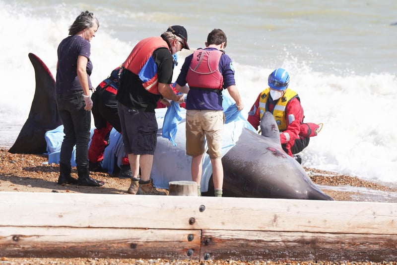 A northern bottlenose whale has washed up on the beach at Rustington