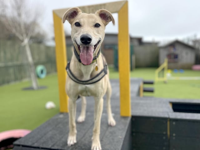 Harry's hoping to find a family who’re just as active as he is, and who would be keen to get involved in some reward-based training.