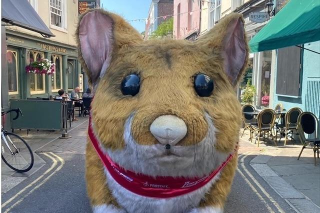 Giant Hamster in Hastings