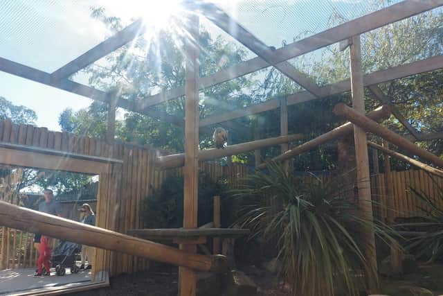 The beautiful coatis
