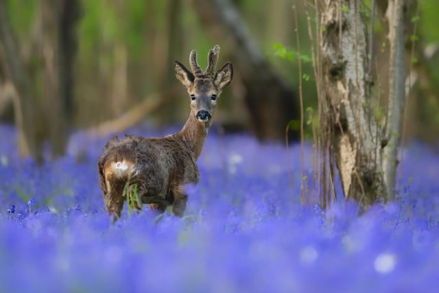 Judges said: 'Our most timid deer species beautifully photographed among the Bluebells'.