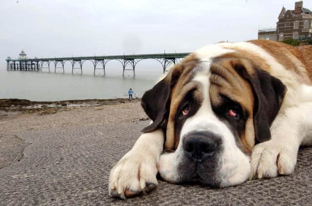 Oscar, a two-year-old St Bernard, has a hang-dog look maybe because his owners Dennis and Pauline Magill - visiting on a day trip from their home in Gloucester - have told him that from May 1 until September 30 he is not allowed on this area of the beach near Clevedon Pier, North Somerset.