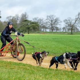 Kim Godfrey is preparing to represent Great Britain again this November, taking a three-dog Greenland Dog team from Horsham to the WSA Dryland World Championships in Strohen, Germany. Pictures courtesy of Kim Godfrey