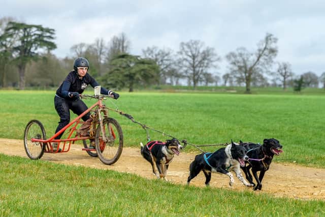 Kim Godfrey is preparing to represent Great Britain again this November, taking a three-dog Greenland Dog team from Horsham to the WSA Dryland World Championships in Strohen, Germany. Pictures courtesy of Kim Godfrey