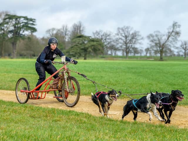 Kim Godfrey is preparing to represent Great Britain again this November, taking a three-dog Greenland Dog team from Horsham to the WSA Dryland World Championships in Strohen, Germany. Pictures courtesy of Kim Godfrey