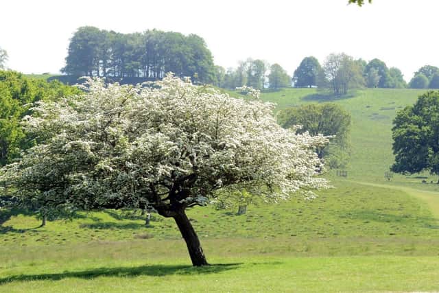 Petworth Park is one of the worse places for hayfever sufferers a study has found.