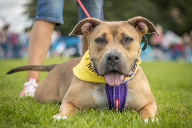 Shadow is another young pup looking for a forever sofa. She is great with other dogs, can be rehomed with children over the age of ten. She is a strong girl on lead but with the right training would make an amazing family dog for the right person.