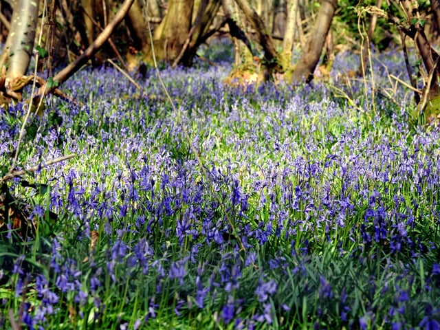 "A walk at Kingley Vale taking in the amazing yew trees and the great view from the top."