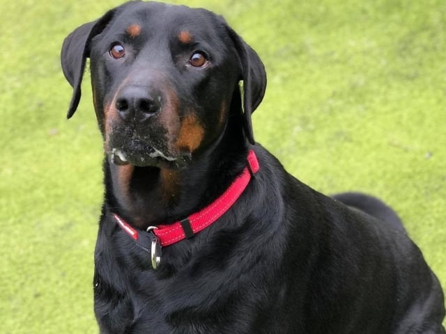 Arundawn has said 'Monty is one of those dogs that come into rescue and just breaks our hearts'. The Rottweiler cross Dobermann had not been walked in two years, had become overweight and was terrified of the outdoors. However, after spending time in his foster home he has become 'a complete cuddlebug' and, despite his size, believes he can fit in your lap. He loves playing fetch and has lost all the excess weight he had when he first arrived so is looking very sleek and healthy. Monty is walked with a muzzle as he is still reactive to other dogs so cannot be rehomed with any other pets, and will need to be adopted by someone who is capable of walking him due to his strength on the lead. He is also still quite anxious when going outside so this will need to be worked on, and also means he would like to find a home in a very quiet and rural location. He can live with children older than 12.
​