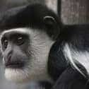 Work has begun on Drusillas Park in its most ambitious zoo project to date, a state-of-the-art new enclosure for its Colobus monkeys - with a powerful message on the importance of collaboration and conservation. Picture: Drusillas