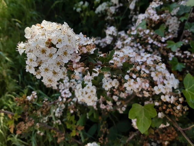 May Blossom in the South Downs National Park at Castle Hill Nature Reserve on June 5, 2023