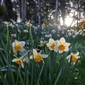Daffodils in bloom are one of the first signs of spring. They’re strong, resilient flowers that pop up year after year and they’re a symbol of new beginnings. 