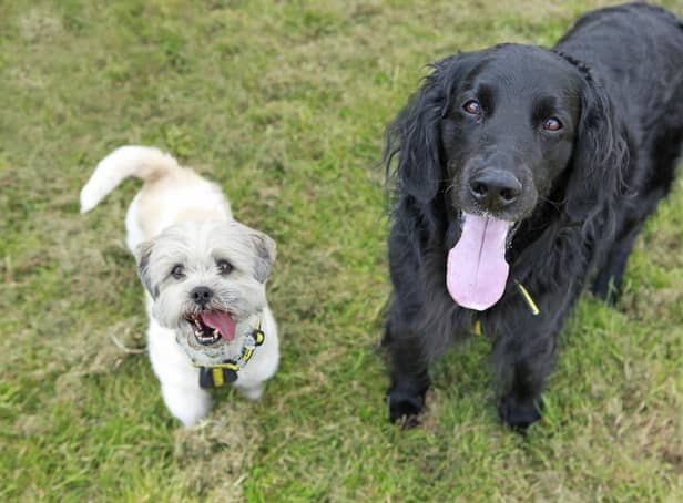 Jackson and Marley, a duo at Dogs Trust Shoreham, are looking for a home.