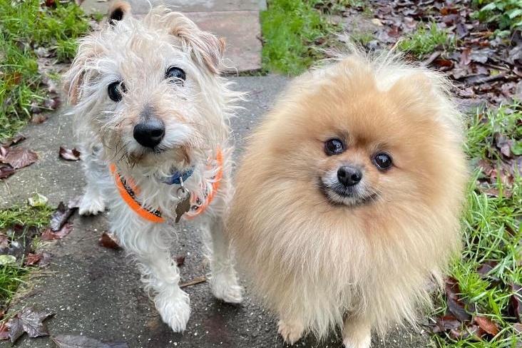 Jiggy and Bhaji are a nine-year-old male Pomeranian and terrier cross duo at Brighton Animal Centre in Braypool Lane.