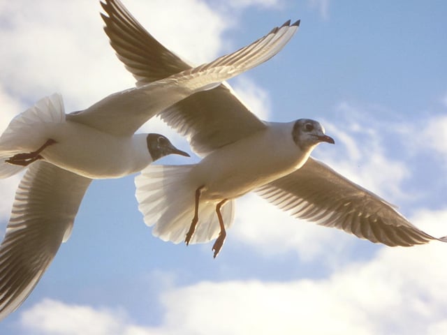 Gulls, one of two winning images