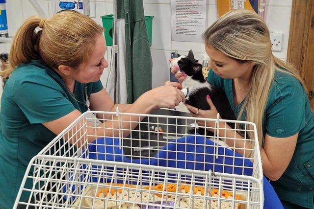 A cat, named Milly, was taken by Billy to Fitzalan House Veterinary Surgery in Littlehampton. The feline, pictured with Leigh Sayer and Kate Pescott, had recently given birth to kittens
