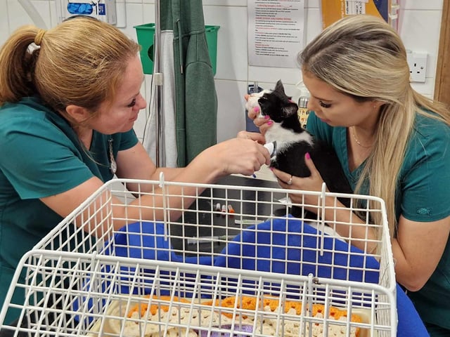 A cat, named Milly, was taken by Billy to Fitzalan House Veterinary Surgery in Littlehampton. The feline, pictured with Leigh Sayer and Kate Pescott, had recently given birth to kittens
