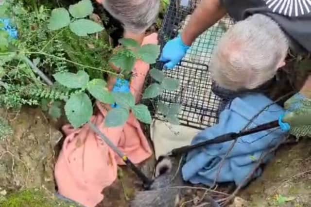Badger Being Rescued From Ditch 1