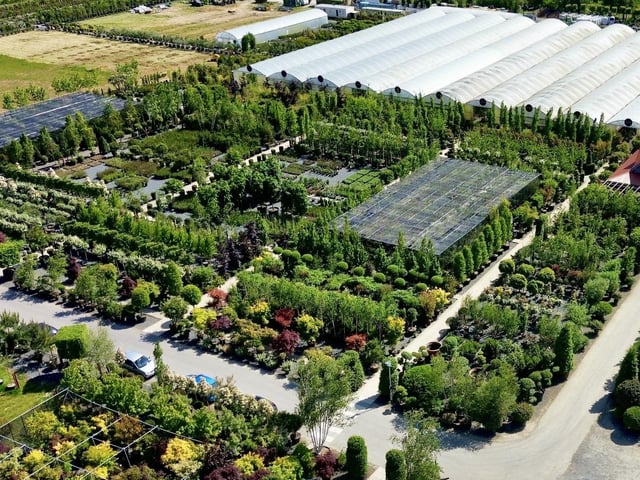 Architectural Plants