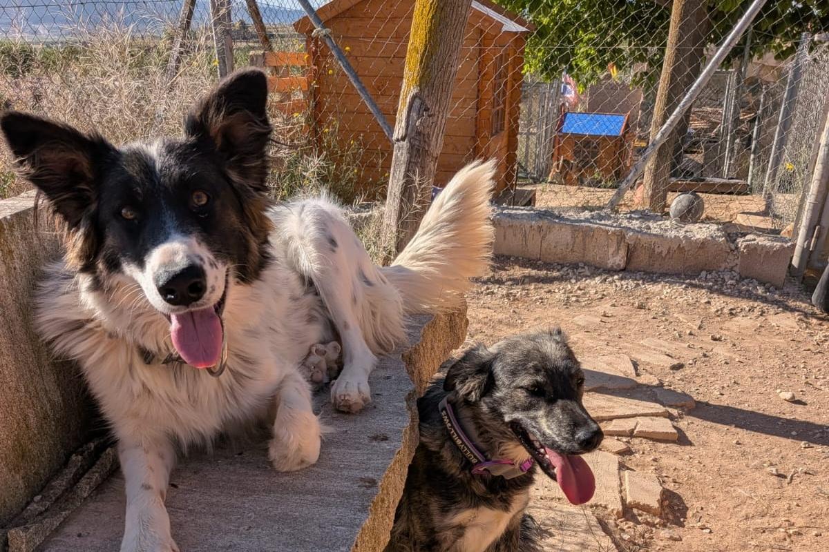 East Sussex woman set up fundraiser for pet rescue.