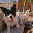 East Sussex woman set up fundraiser for pet rescue.