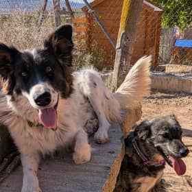 East Sussex woman set up fundraiser for pet rescue.