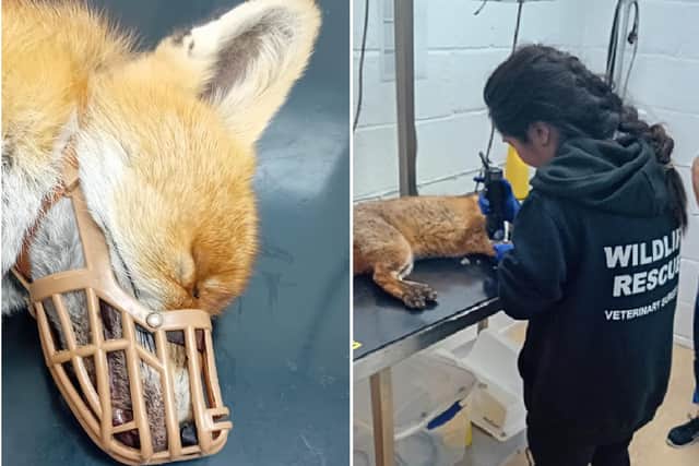 A fox has been put to sleep after being shot in the head by an air rifle in Eastbourne. Photo: WRAS