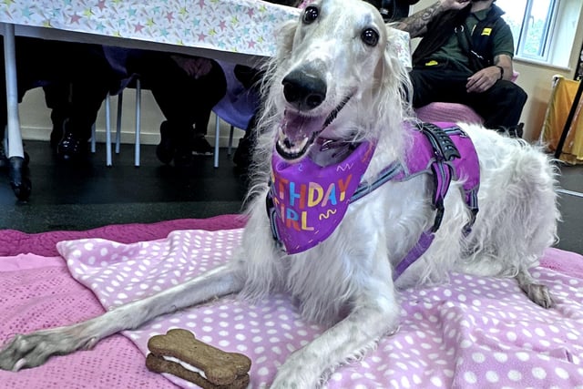 Birthday girl Zara is looking for a loving home.