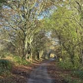 The lane leading to the potential new Hellingly scheme