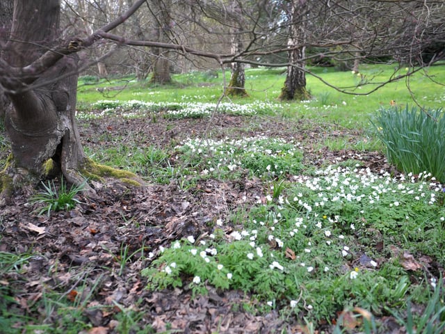 Spring blooms at Sheffield Park and Garden National Trust property