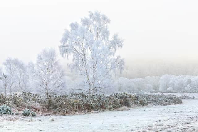 Ashdown Forest. A heavy frost at Millbrook East