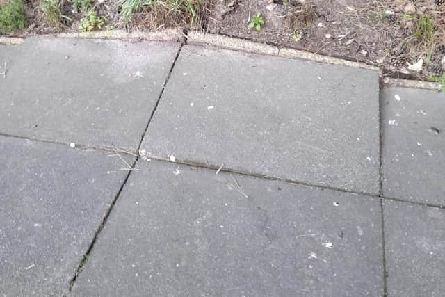 The sudden movement of the tree lifted up the paving slabs. Photo: Debbie Hampton