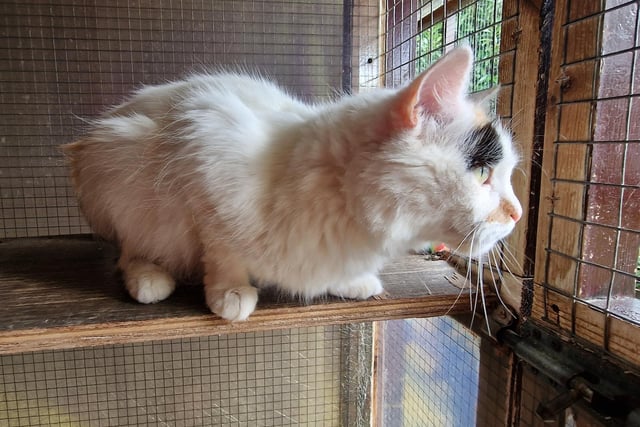"Polly is a lovely girl who adores attention. She is looking for a nice home with a garden to relax in. She could potentially live with older children."