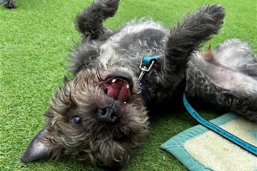 Once settled, Ricky will be looking for a fun home where he will have access to his own secure garden. He is sociable and friendly with people, and loves a cuddle and a fuss! Ricky is good with other dogs and could be rehomed with Pascal, who is his dad. Raystede said their 'suitability of being rehomed together is still being assessed'. He has a strong prey drive, so can't live with cats, birds or small animals. Ricky will require a supportive home with an understanding of his anxious behaviour and help to continue his housetraining.