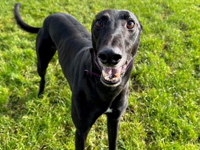 Taz is a delightful boy who has captured hearts at the Brighton Retired Greyhound Trust kennels since August 2022. He can be quite energetic and boasts a hearty appetite. He gets along famously with his kennel mates and revels in cuddles and showing affection. A spokesperson for the trust said: "The mystery remains as to why this remarkable boy still awaits his forever home."