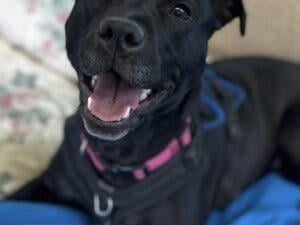 Boo is a bouncy, cheeky, enthusiastic girl. She knows sit, paw and her name on command and is housetrained. She loves to play with toys, especially a ball and would play all day! She will put anything in her mouth on a walk and frequently tries to collect objects. Boo is an anxious girl and can be very worried by new people and new situations. She is looking for an owner who is experienced and can help her overcome this and build more confidence. She is looking for an adult only home and could not be happy with visiting children.