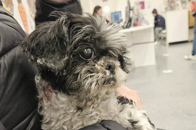 David Mines and his wife’s dog, a Shih Tzu called Bella, suffered an attack from a dog outside the Co-Op on Beatty Road in Langney Point on Friday March 22. Picture: David Mines