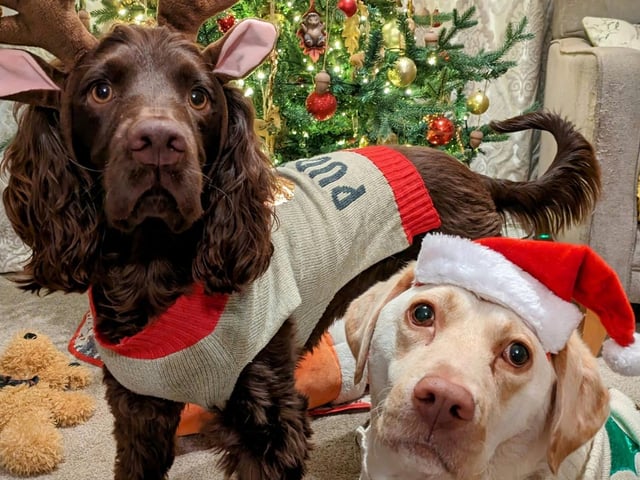Claire Davis posted this picture of her adorable doggy duo looking very festive!
