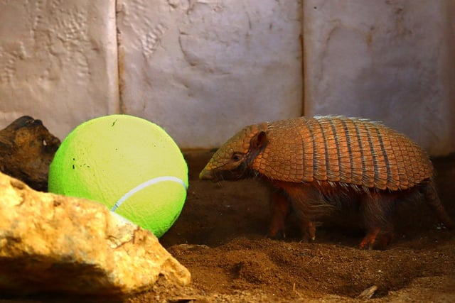 The armadillos practiced their ground stroke with some ball rolling.