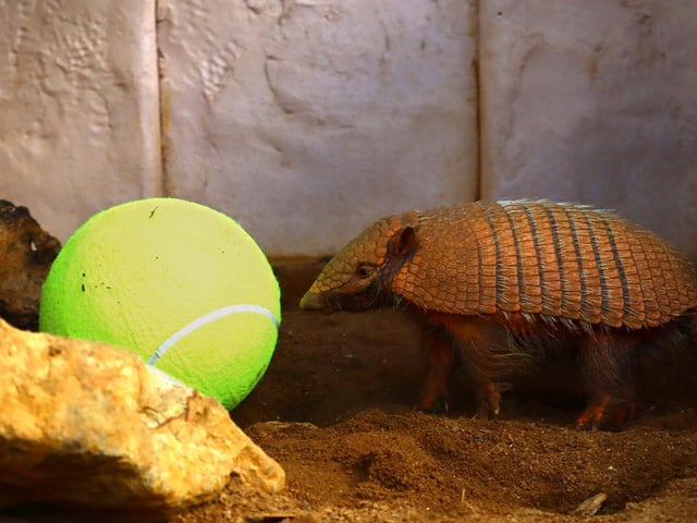 The armadillos practiced their ground stroke with some ball rolling.