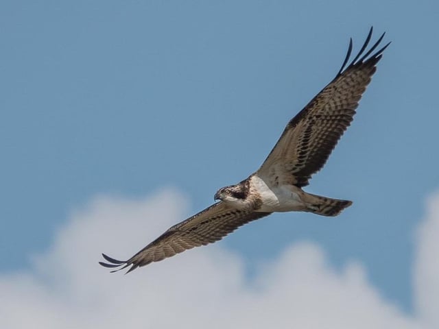 Osprey by Jeff Penfold