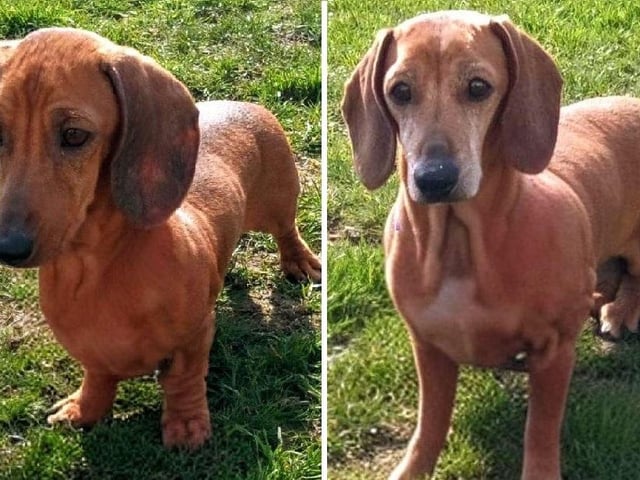 Rusti and Milly were taken into the care of Wadars after their owner sadly passed away. Rusti, 7, is Milly's mum. She has a gentle temperament, and lacks a little confidence around new people and things, so would be best suited to a quieter home. Daughter Milly, 3, is more confident and outgoing - together they make the perfect pair. Like the majority of Dachshunds, the two girls can be a little vocal when meeting dogs outside of the home but have been used to living with other canines. Due to Rusti’s lack of confidence, Wadars is looking for a calm, adult-only home for these two little ladies.