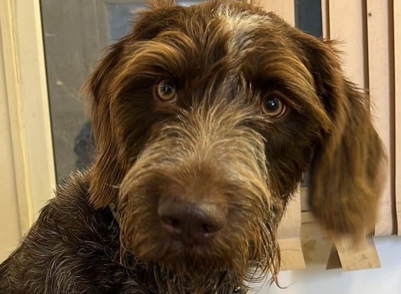 Murphy is a German Wirehaired Pointer. Rescue Remedies offered him a place at the rescue centre, saving his life after he was placed in kennels when his owner went abroad. Murphy has not known children so he needs an experienced, child-free home. He has been described as playful, fun and affectionate. He will be a great companion on adventures.