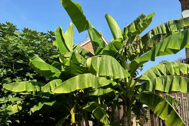 The banana tree in Barry Trevena's garden
