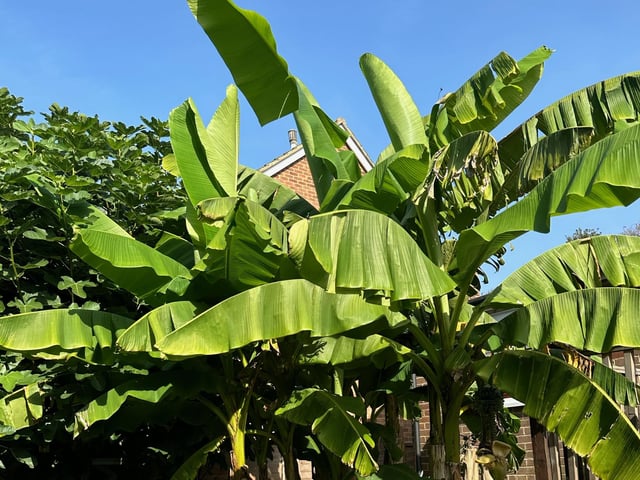 The banana tree in Barry Trevena's garden